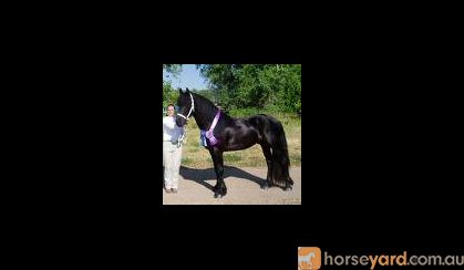 Gentle Laid Back Friesian Horse on HorseYard.com.au