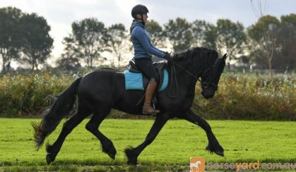 KFPS Friesian Yearling . on HorseYard.com.au