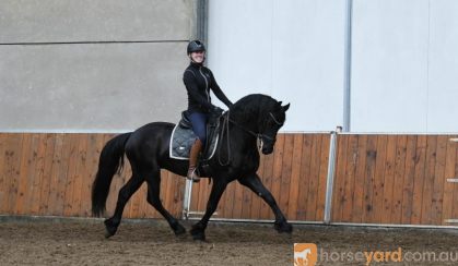 Healthy Friesian Horse for sale. on HorseYard.com.au