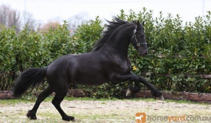 Cute /Black Friesian Horse (Registered) . on HorseYard.com.au