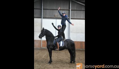 Friesian horse Elijah for sale. on HorseYard.com.au