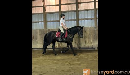 Registered Friesian Sport Horse Mare Rides Drives Very Gentle Quiet . on HorseYard.com.au