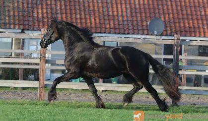 Stunning Friesian on HorseYard.com.au