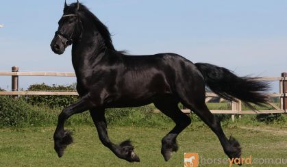Bente is a very interesting 2 years old Friesian mare with full paper.  on HorseYard.com.au