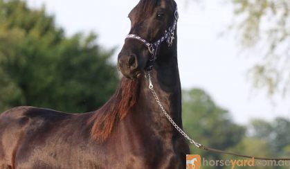 Bente is a very interesting 2 years old Friesian mare with full paper.  on HorseYard.com.au