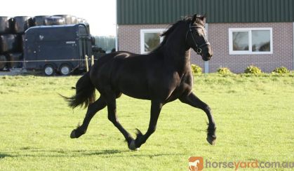 Super Fancy, Stylish, and Rare Colored Steel Black Friesian Horse . on HorseYard.com.au