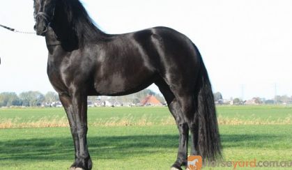 Very beautiful 7 years old star pregnant Friesian mare with a very good pedigree! on HorseYard.com.au
