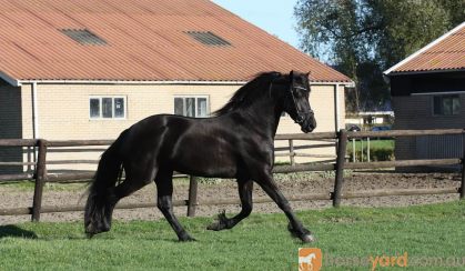 Black Friesian Horse Mare . on HorseYard.com.au