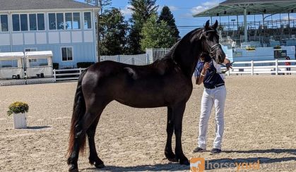 Sweet Black Friesian Horse Mare . on HorseYard.com.au