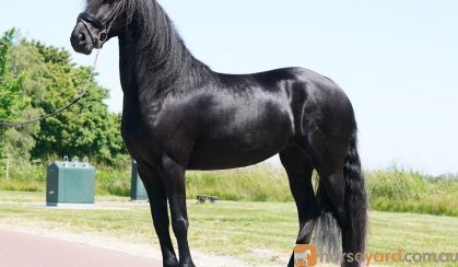 Summervibes! Very luxury 2 year old Friesian mare. on HorseYard.com.au