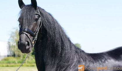 Summervibes! Very luxury 2 year old Friesian mare. on HorseYard.com.au