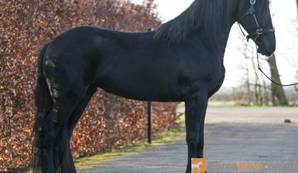 Full papered luxury mare with excellent movements . on HorseYard.com.au