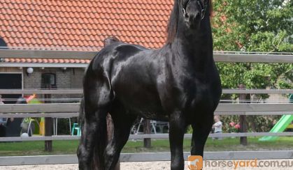 Aise is a very beautiful 4 years old Friesian stallion with great movements. on HorseYard.com.au