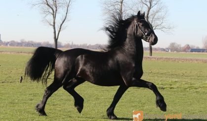 Beent is a beautiful 3 years old Friesian stallion . on HorseYard.com.au