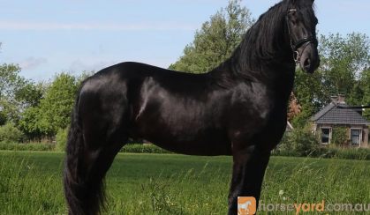 Chrytzen is a very nice stallion with good movements. on HorseYard.com.au