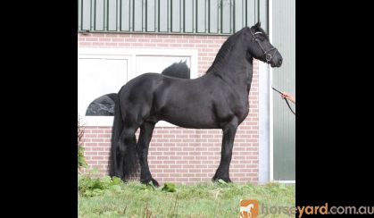 Derk is a beautiful 11 years old Friesian dressage stallion with great movements. on HorseYard.com.au