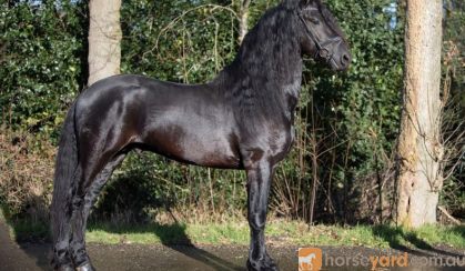 Stunning Looking Friesian Stallion . on HorseYard.com.au
