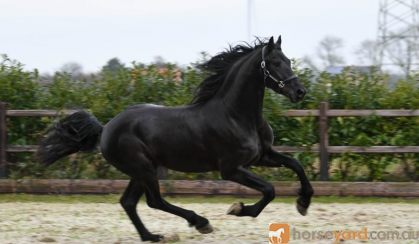  Tall, First Premium As A Foal. on HorseYard.com.au