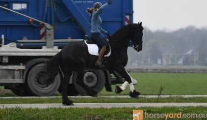 Uncomplicated horse suitable for dressage and hacking out alone. on HorseYard.com.au