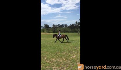 Perfect Pony Club Mount  on HorseYard.com.au