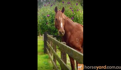 Gorgeous and Fun OTTB on HorseYard.com.au