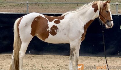 Clydesdale x stock horse on HorseYard.com.au