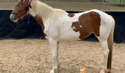 Clydesdale x stock horse on HorseYard.com.au