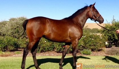 OTT 4 y/o mare  on HorseYard.com.au