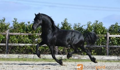 Registered Friesian Cross Broke . on HorseYard.com.au