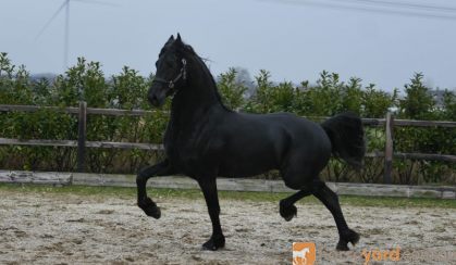 Black Registered Friesian Sport Horse Gelding - Available . on HorseYard.com.au