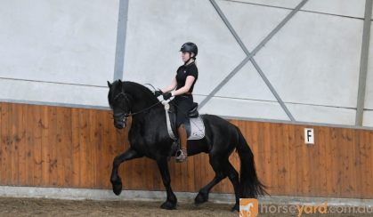 Super Gentle Registered Friesian Sport Horse Gelding, Rides and Drives, Gentle on HorseYard.com.au