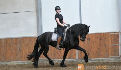 5Yrs Old Registered Black Friesian Sport Horse Trail, Ranch, and Driving Gelding on HorseYard.com.au