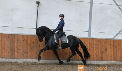 Good Looking Friesian Sport horse Black Gelding 16HH Dressage/Ranch/Athletic/English/Western on HorseYard.com.au