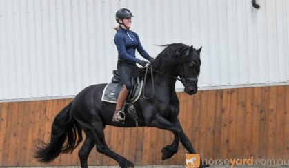 Beginner Friendly Friesian . on HorseYard.com.au