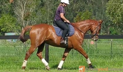 Arabian warmblood gelding on HorseYard.com.au