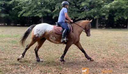 Fun, ready to ride alrounder on HorseYard.com.au