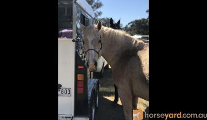 Lovely Palomino Mare on HorseYard.com.au