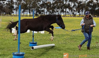 Stunning Mule on HorseYard.com.au