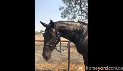 Stunning Black Andalusian x TB mare on HorseYard.com.au