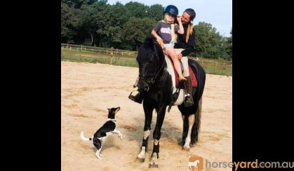 My Lovely Heino 7 Year Old Friesian STER Gelding . on HorseYard.com.au