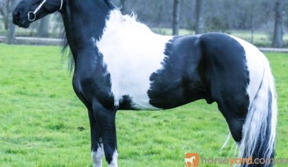 My Lovely Heino 7 Year Old Friesian STER Gelding . on HorseYard.com.au