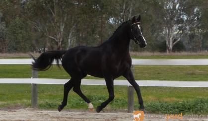 Black warmblood colt Dancier/De Niro lines on HorseYard.com.au