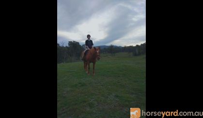 WANTED: NOVICE/BEGINNERS HORSE on HorseYard.com.au