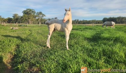 Pinto colt born 26th of November  on HorseYard.com.au