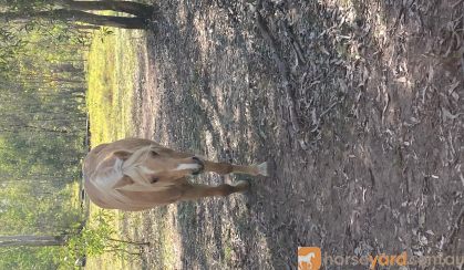 Welsh pony Palomino mare on HorseYard.com.au