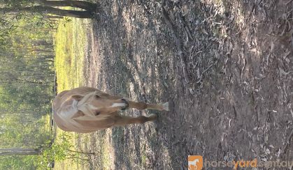 Welsh pony Palomino mare on HorseYard.com.au