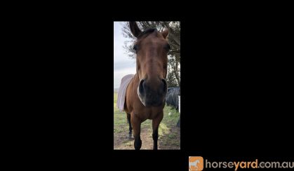 Registered mare & gelding for sale on HorseYard.com.au