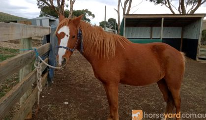 Friendly Australian Riding Pony on HorseYard.com.au