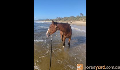 Rising 4yo ASH x QH - Kobe on HorseYard.com.au