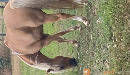 Welsh pony Palomino mare on HorseYard.com.au